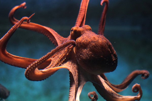Kraken это